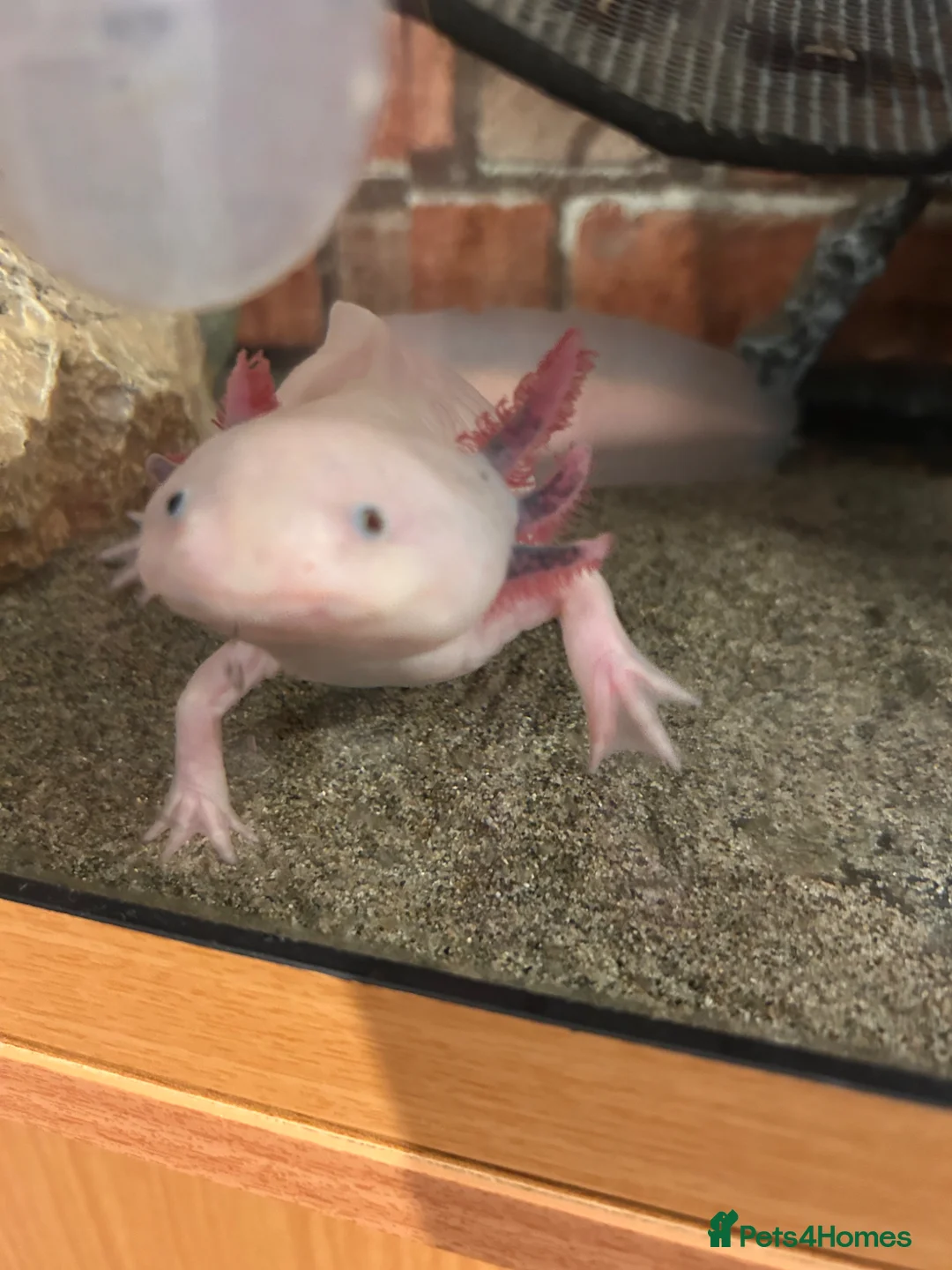 Other/Mixed Breed fish for sale: X2 Axolotls & whole setup  - Advert 2