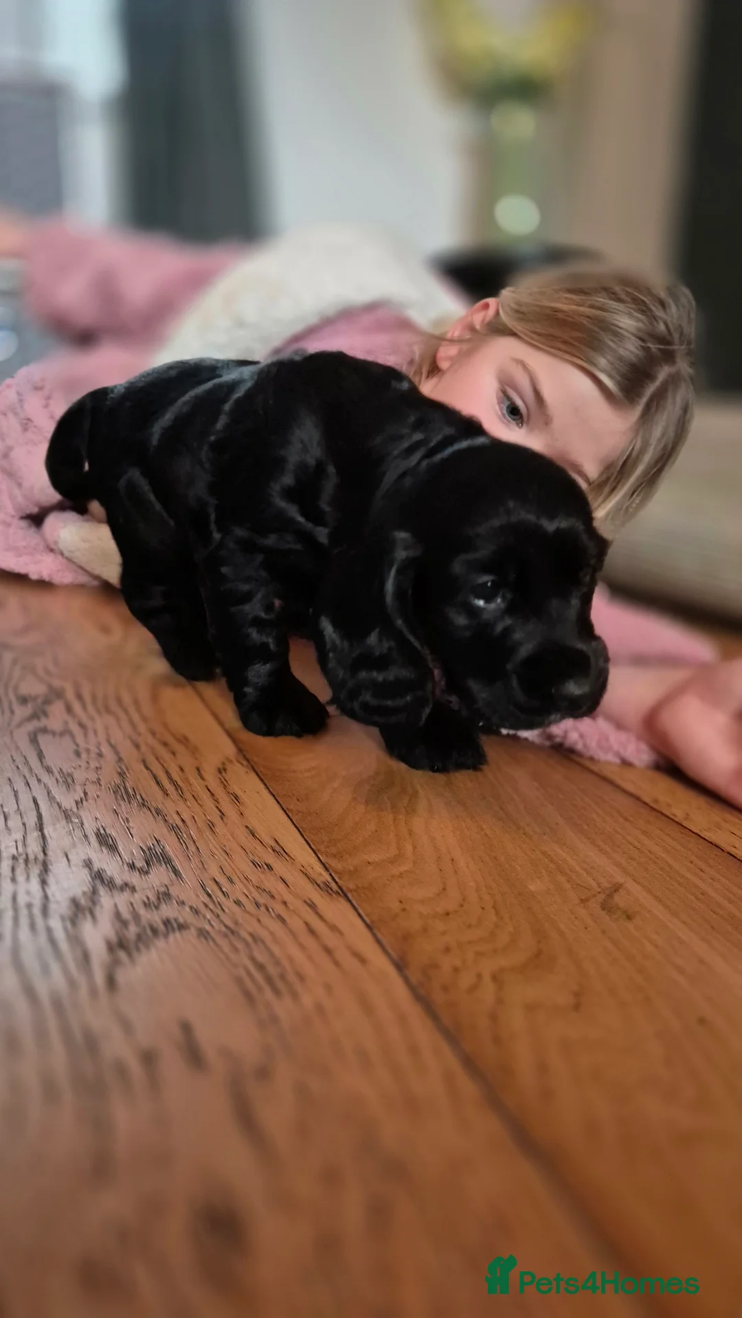 Cocker Spaniel dogs for sale: Mr Paul Bell - Advert 6