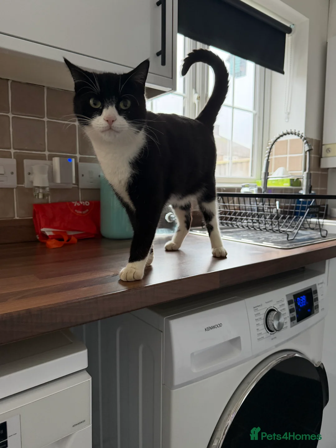 Mixed Breed cats for sale: Need rehoming  - Advert 3