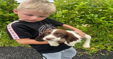 Sprocker dogs - Advert 2