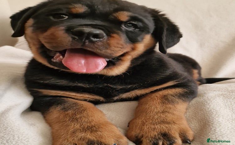 Rottweiler dogs - Advert 4