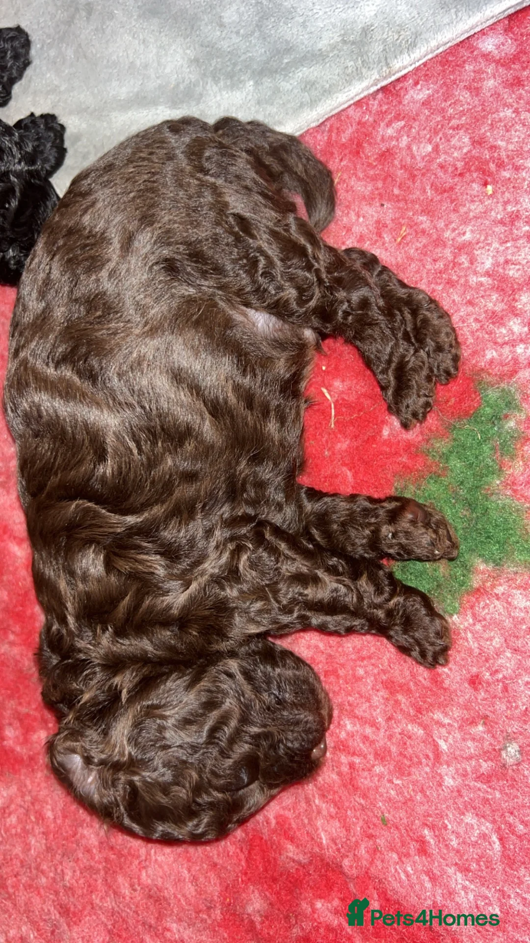 Lhasapoo dogs for sale: 🐾 GORGEOUS LHASAPOO PUPPIES  🐾 - Advert 7