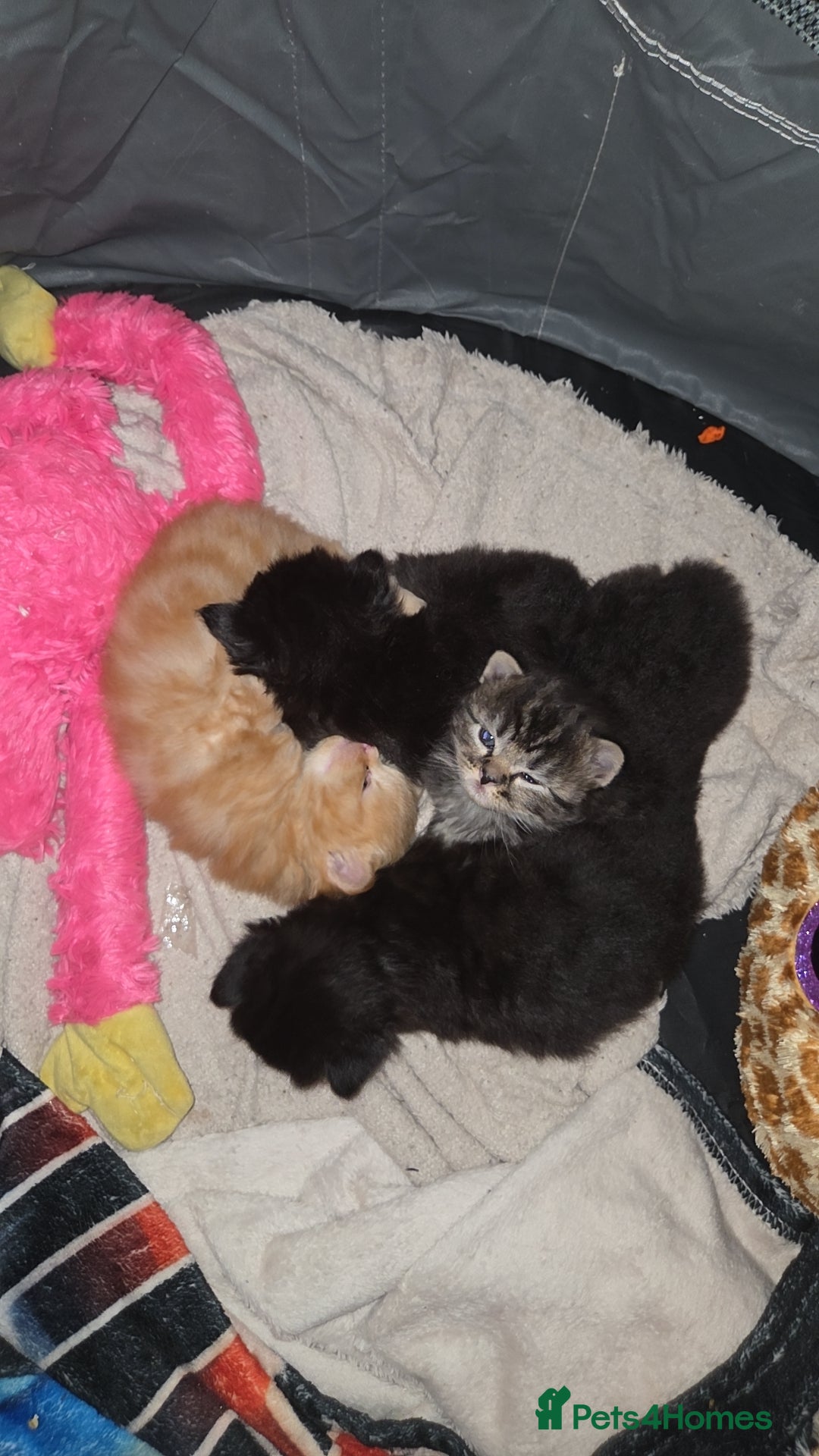 Mixed Breed cats BEAUTIFUL MIXED KITTENS - Advert 7