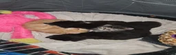 Mixed Breed cats for sale: BEAUTIFUL MIXED KITTENS - Advert 10