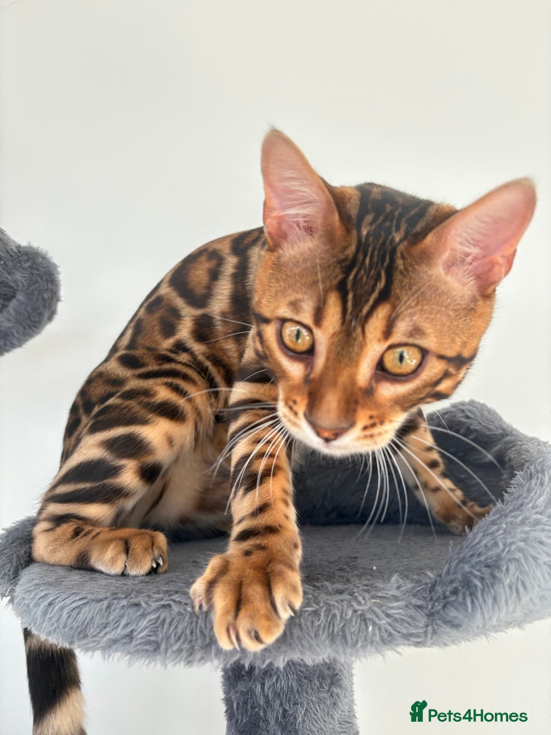 Bengal cats for sale: ❕Bengal cat for sale❕ - Image 4