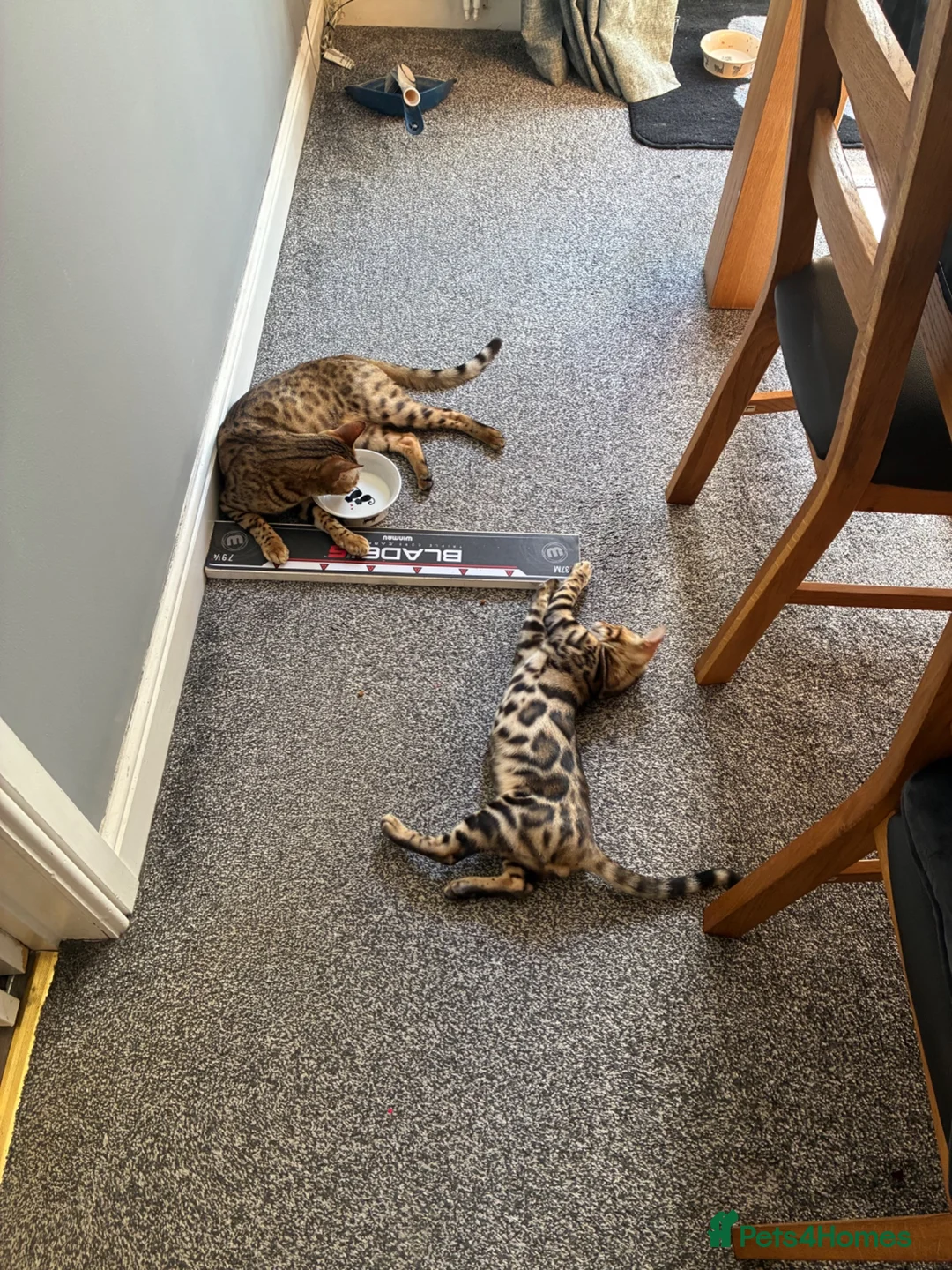 Bengal cats for sale: Gorgeous bengal boy 4 months old in Swindon - Advert 2