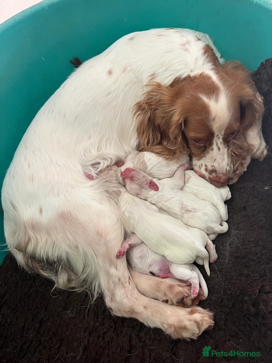 Cocker Spaniel dogs for sale: Working Cocker Spaniels - Advert 13