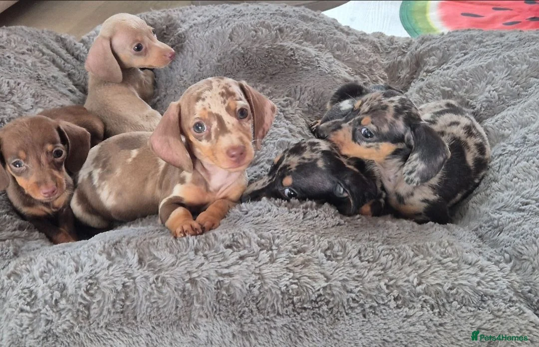 Miniature Dachshund dogs for sale: Miniature Dachshund Puppies - Advert 1