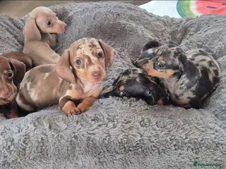 Miniature Dachshund dogs Miniature Dachshund Puppies - Advert 17