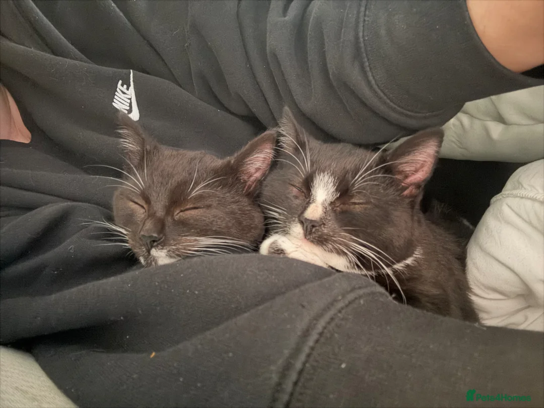 Mixed Breed cats for sale: Arlo and polo - Advert 2