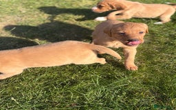 Mixed Breed dogs for sale: Labrador x Beagle  - Image 4