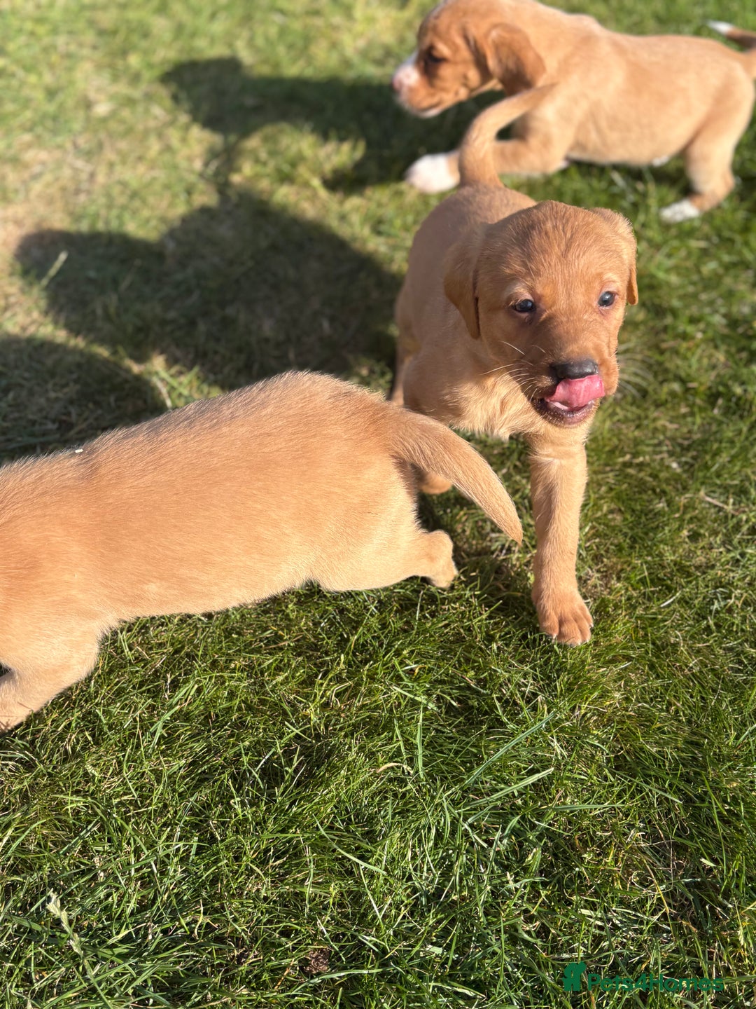 Mixed Breed dogs for sale: Labrador x Beagle  - Image 4