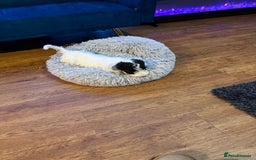 Sealyham Terrier dogs for sale: Stunning KC Litter Of Sealyham Terriers - Image 7