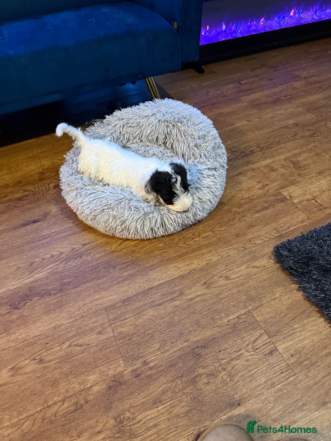 Sealyham Terrier dogs for sale: Stunning KC Litter Of Sealyham Terriers - Image 7