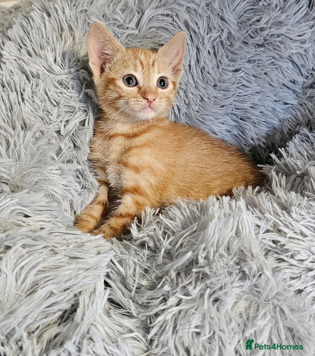 Maine Coon cats for sale: Kittens mix breed ready now  - Advert 2