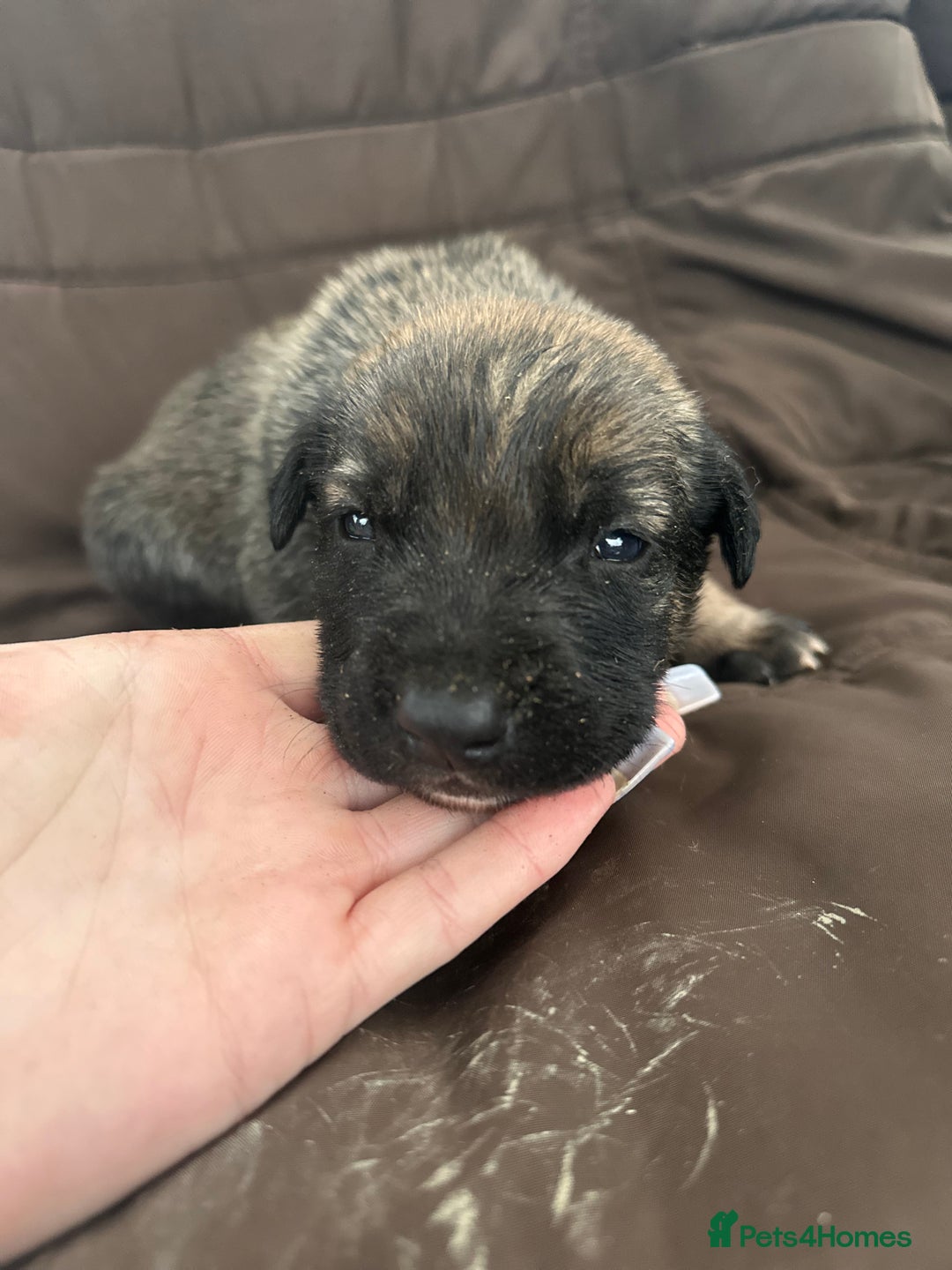 Mixed Breed dogs for sale: Dutch Herder Puppies  - Advert 25