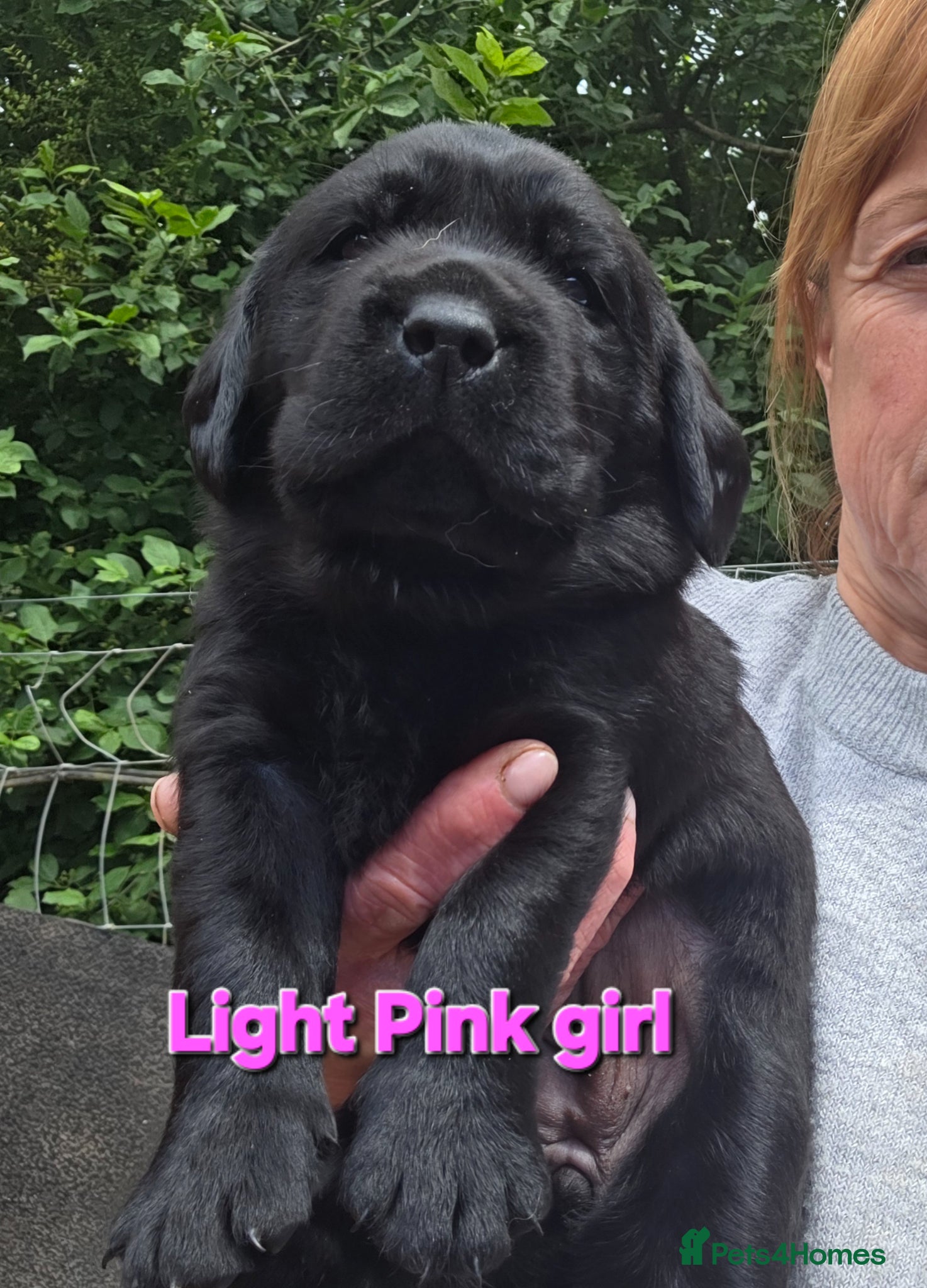 Labrador Retriever dogs Beautiful Black Labrador Puppies  - Advert 2