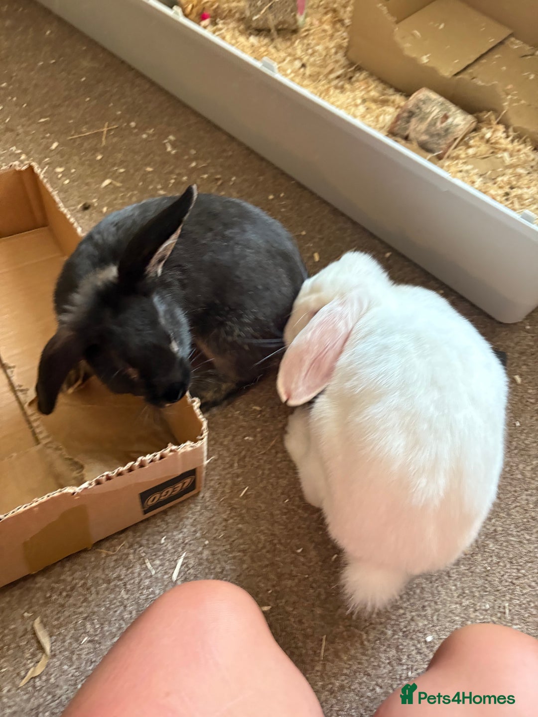 Polish rabbits for sale: Rabbit’s - Image 8