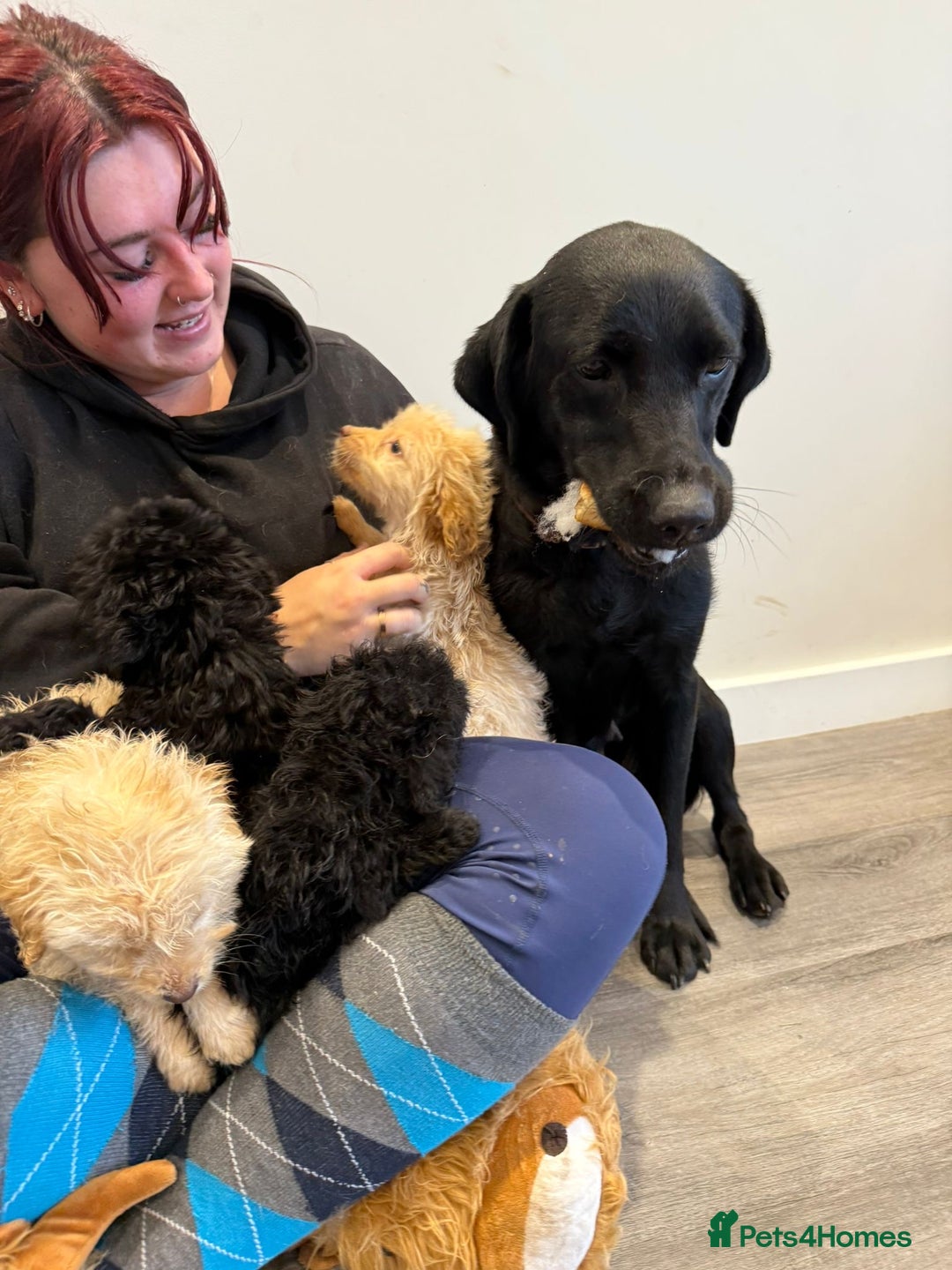 Labrador Retriever dogs for sale: Ready now labradoodles  - Image 13