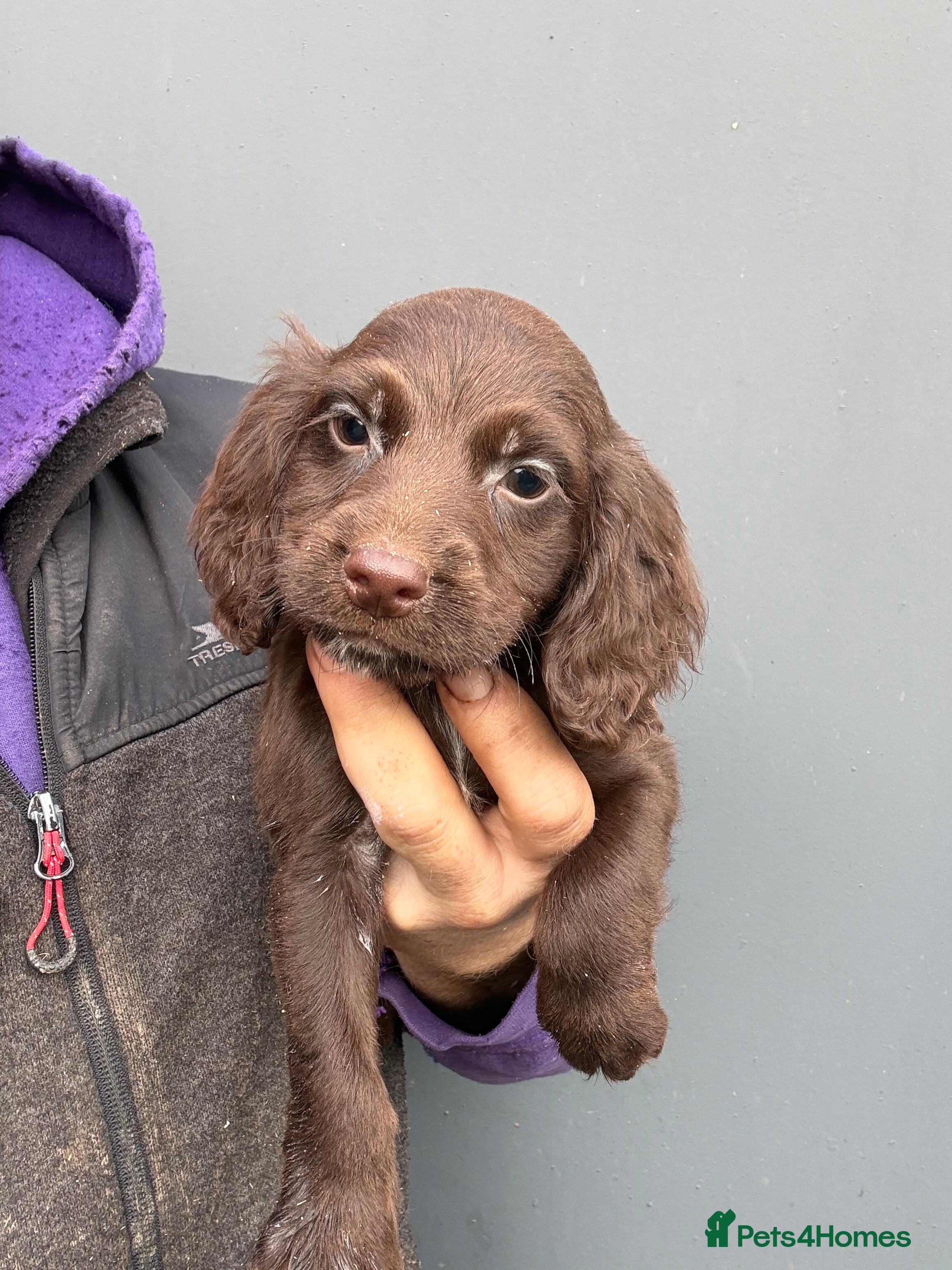 Cocker Spaniel dogs Chocolate Cocker Spaniel pups - Advert 1