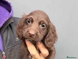 Cocker Spaniel dogs Chocolate Cocker Spaniel pups - Advert 1