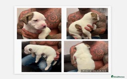 American Bulldog dogs for sale: Ready in 2 weeksbeautiful American bulldog puppies - Image 5
