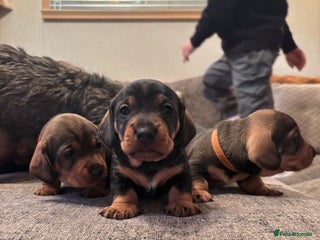 Dachshund dogs - Advert 19