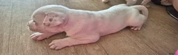 Mixed Breed dogs for sale: Beautiful Staffy x pups - friendly and healthy - Advert 13