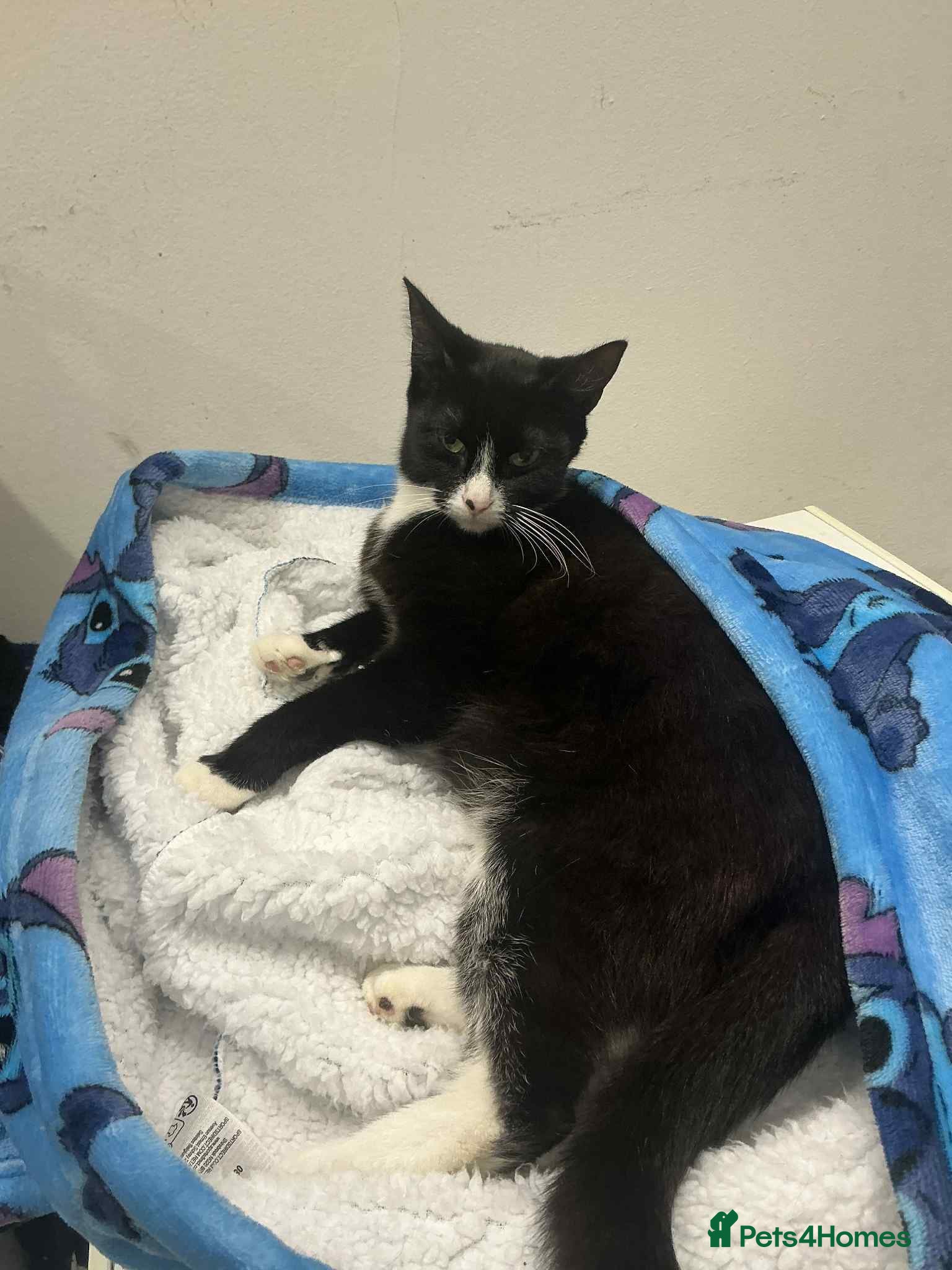 Mixed Breed cats kittens looking for there forever home - Advert 2