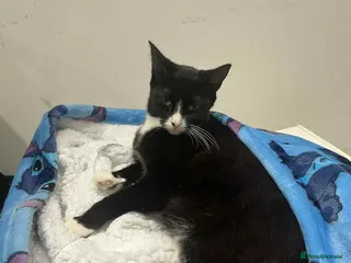 Mixed Breed cats kittens looking for there forever home - Advert 2