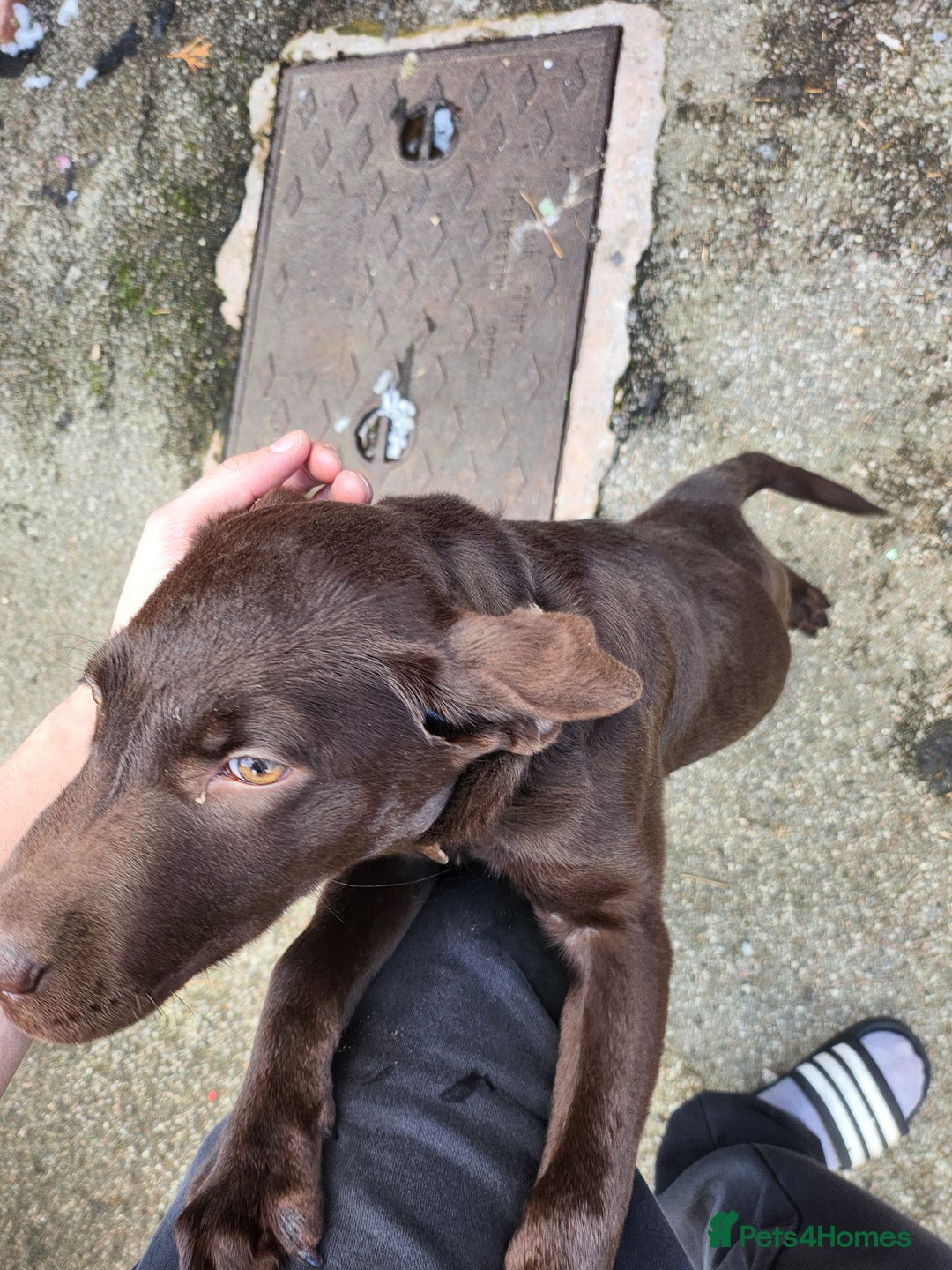 Labrador Retriever dogs for sale: Chocolate lab - Advert 1