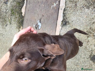 Labrador Retriever dogs Chocolate lab - Advert 2