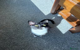 Mixed Breed cats for sale: Female 2 year old cat - Image 1