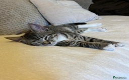 Mixed Breed cats for sale: Kitten looking for a forever home - Image 7