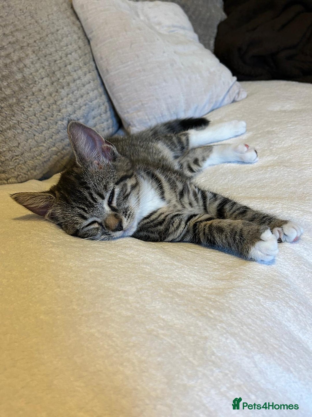 Mixed Breed cats for sale: Kitten looking for a forever home - Image 7