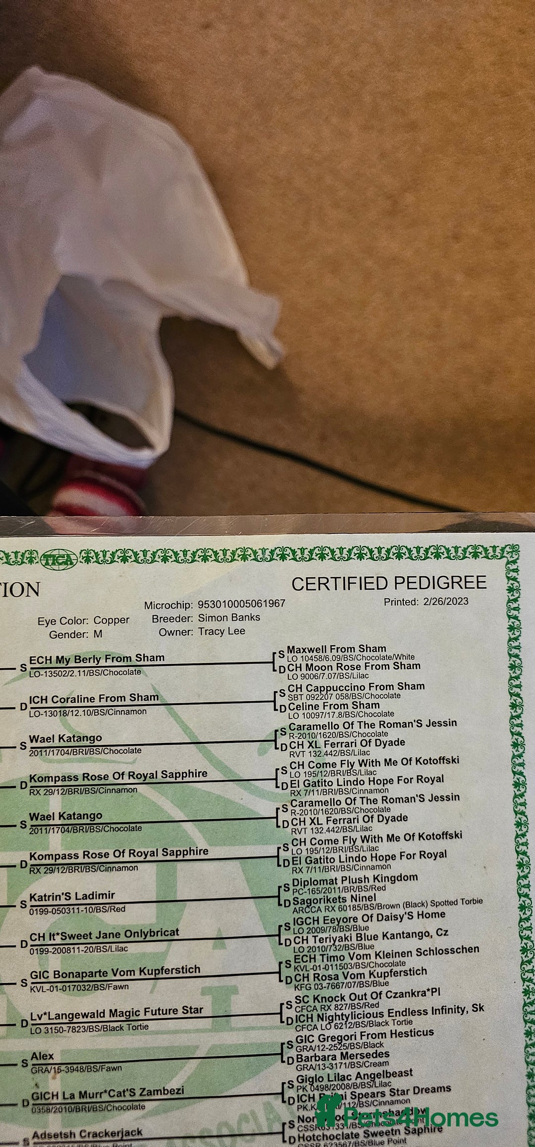 British Shorthair cats for stud: Stud duties - Advert 4