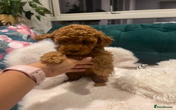 Toy Poodle dogs for sale: Pocket-Sized Love&Personality: Meet Our Toy Poodle - Image 10