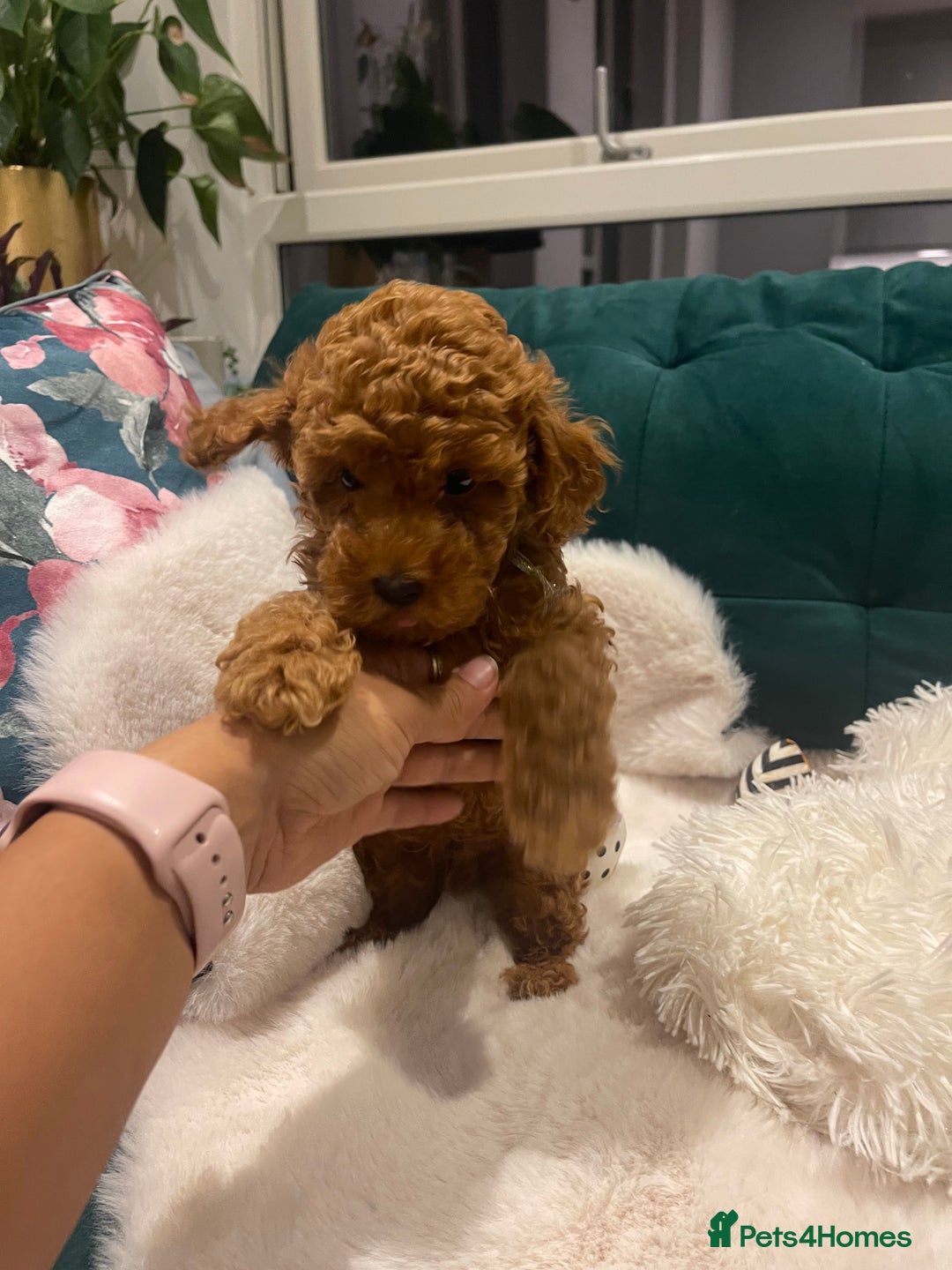 Toy Poodle dogs for sale: Pocket-Sized Love&Personality: Meet Our Toy Poodle - Image 10