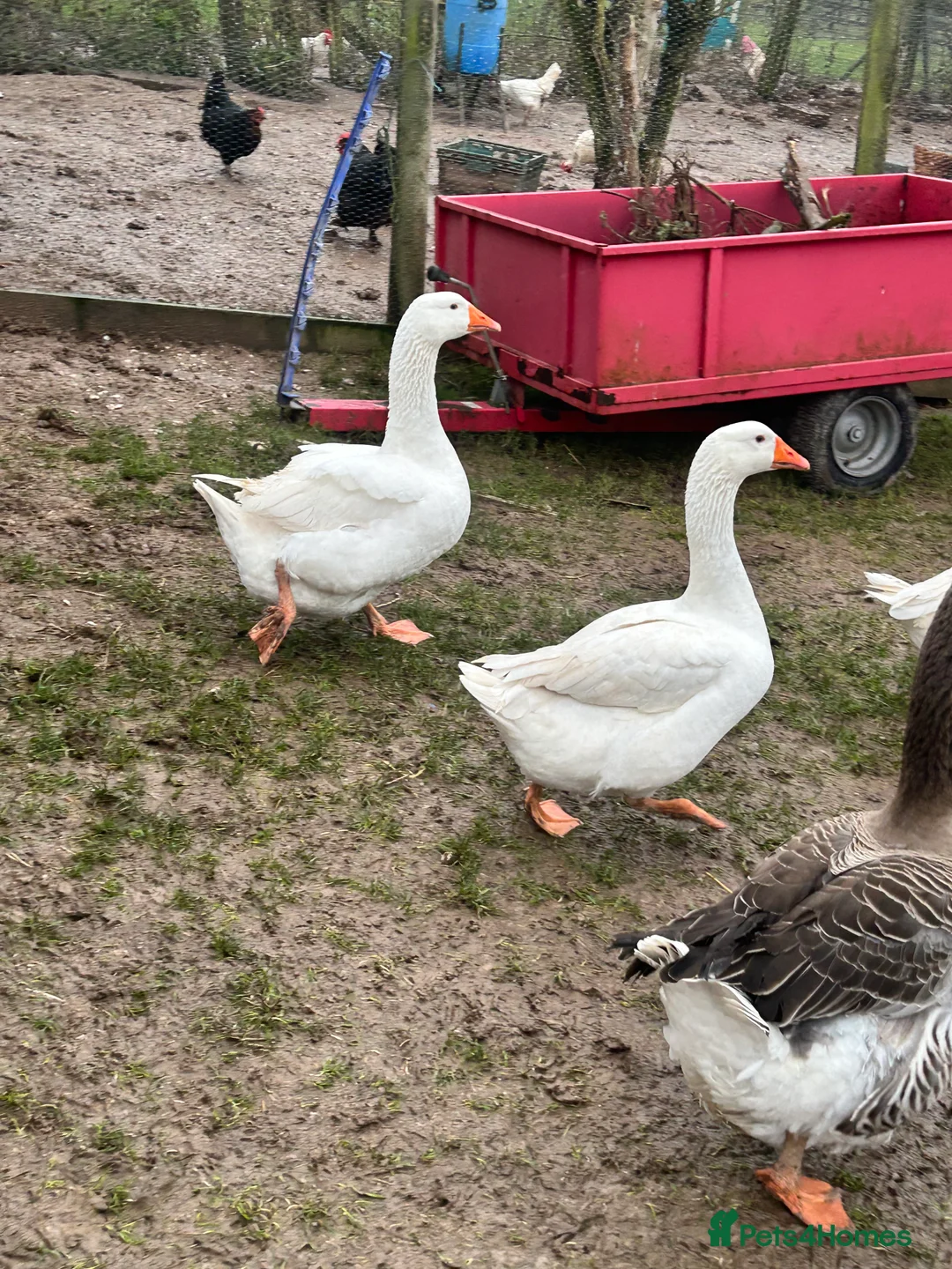 Geese poultry for sale: Emden Geese, 3 Geese, 1 Gander - Advert 2