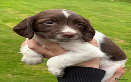 English Springer Spaniel dogs for sale: 2025 FTCH ROSEBAY BLUE,WELL MARKED LITTER ESS PUPS - Image 23