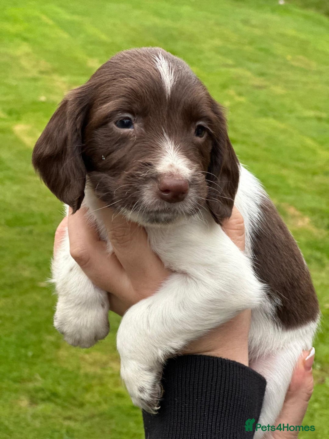 English Springer Spaniel dogs for sale: 2025 FTCH ROSEBAY BLUE,WELL MARKED LITTER ESS PUPS - Image 23