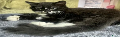 Norwegian Forest Cat Kitten 1