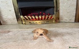Cockapoo dogs for sale: Beautiful F1 cockapoos - Image 2