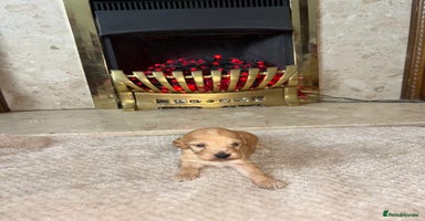 Cockapoo dogs - Advert 14