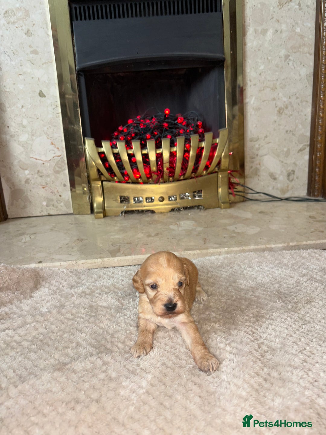 Cockapoo dogs for sale: Beautiful F1 cockapoos - Image 2