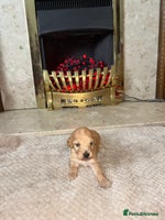 Cockapoo dogs - Advert 13