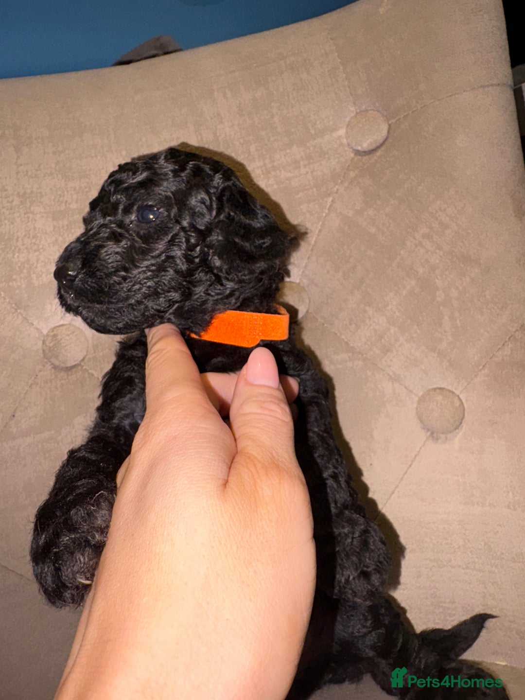 Cockapoo dogs for sale: Beautiful litter of Cockapoo pups - Advert 8