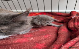 Maine Coon cats for sale: Maine coon kittens - Image 6