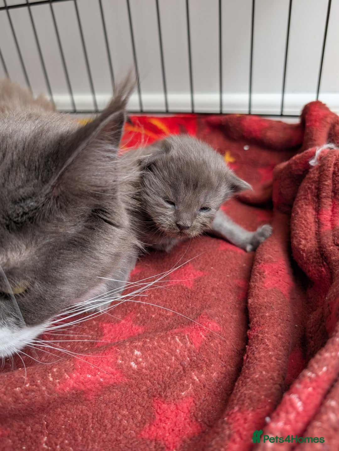 Maine Coon cats for sale: Maine coon kittens - Image 6