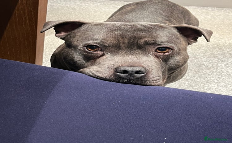 Staffordshire Bull Terrier dogs - Advert 15